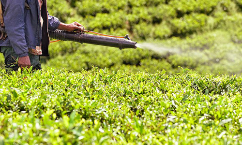 DDT từng được sử dụng tại nhiều nước, trong đó có Việt Nam. Ảnh: fmajor/istock.