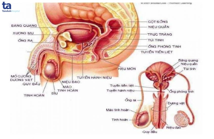 Hình ảnh mô tả cấu tạo cơ quan sinh dục nam giới.