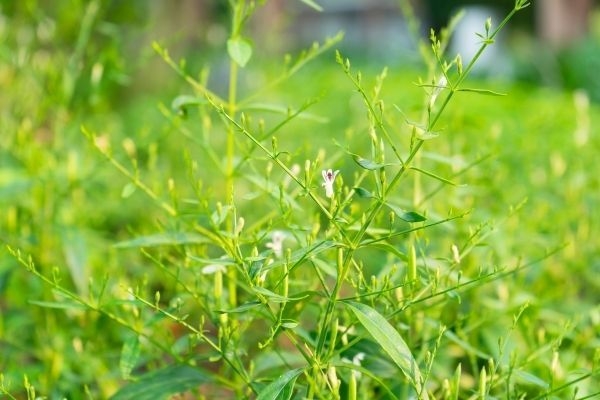 Dùng Xuyên tâm liên hỗ trợ điều trị Covid-19 1 xtl 1627227383 2537 1627227501