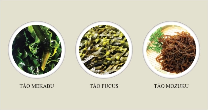 Các loại tảo mekabu, focus, mozuku mang đến nhiều lợi ích cho sức khỏe.