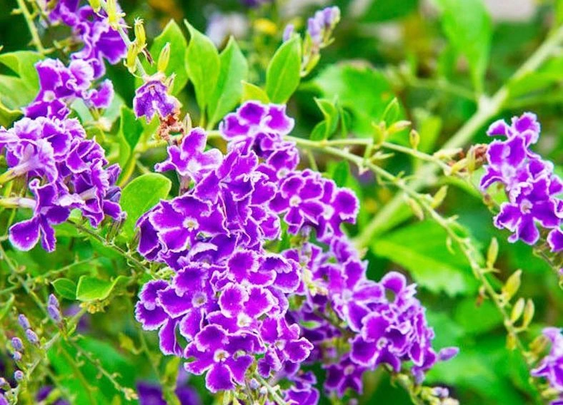 10 loại cây cảnh đẹp nhưng độc hại với trẻ em