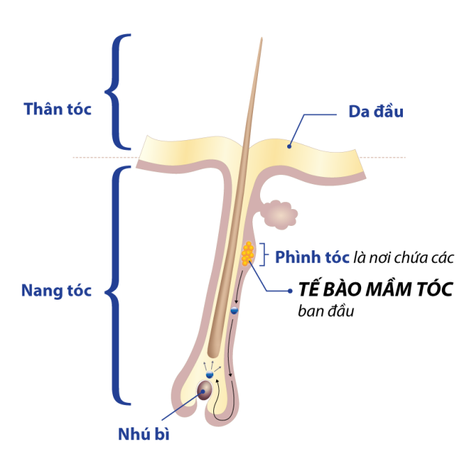 Hình ảnh mô tả cấu tạo của sợi tóc, trong đó tế bào mầm tóc được ví như mầm sống giúp hình thành và phát triển một sợi tóc.
