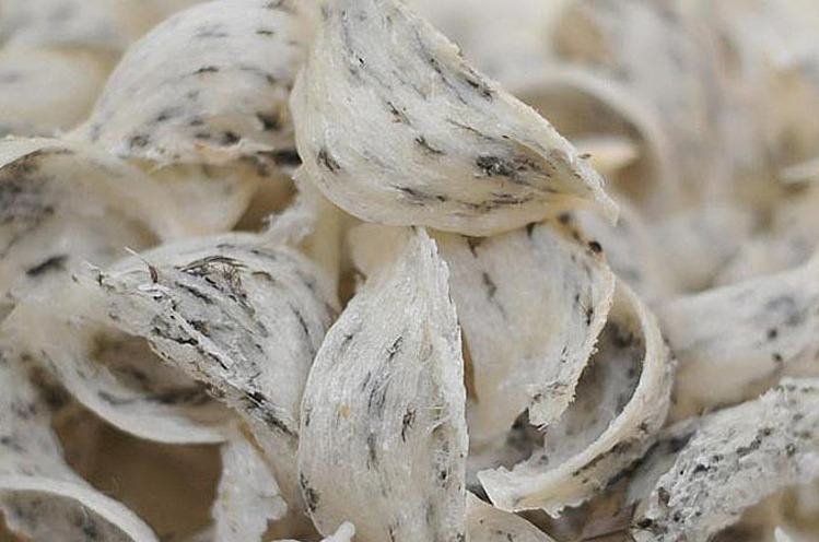 Trẻ ăn tổ yến có bị dậy thì sớm?