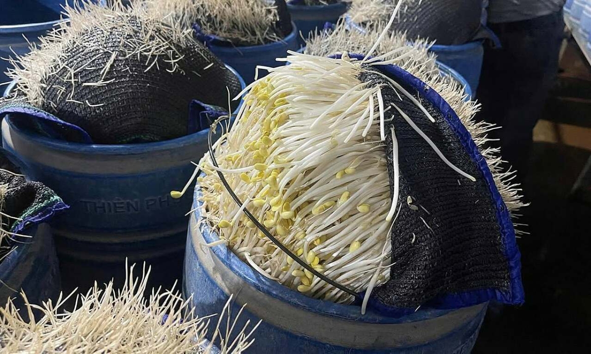 Chất làm giá đỗ "lớn nhanh như thổi" nguy hiểm thế nào