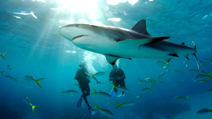 Bơi cùng cá mập là hoạt động yêu thích của nhiều người dân Mỹ. Ảnh: Stuarts cove dive Bahamas