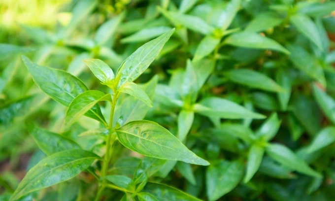 Trước khi dùng cây xuyên tâm liên để chữa bệnh, người dân nên tham khảo ý kiến của bác sĩ chuyên môn. Ảnh minh họa: Vecteezy