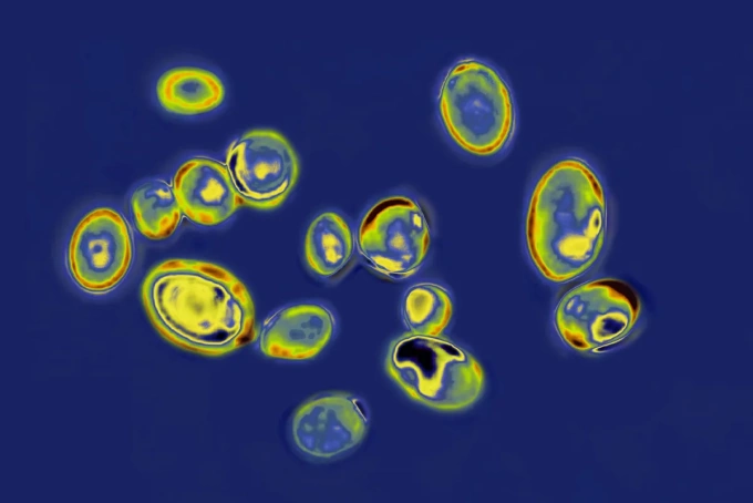 Nấm Candida auris. Ảnh: BSIP