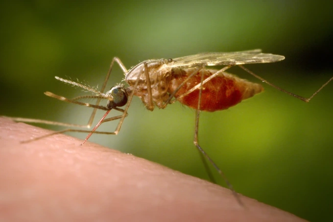 Muỗi Anopheles funestus cái đang hút máu. Ảnh: CDC