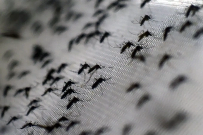 Muỗi Aedes aegypti bị nhiễm vi khuẩn Wolbachia. Ảnh: AFP