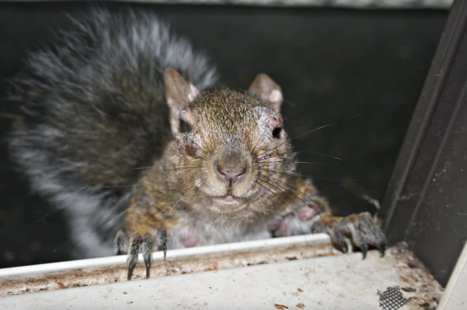 Những con sóc mang khối u giống mụn cóc chứa đầy mủ. Ảnh: Wild Things Sanctuary NY