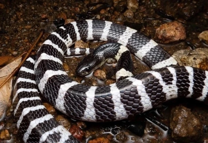 Minh họa rắn cạp nia. Ảnh: Hongkongsnakeid