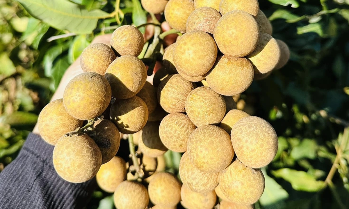 5 lợi ích khi ăn nhãn