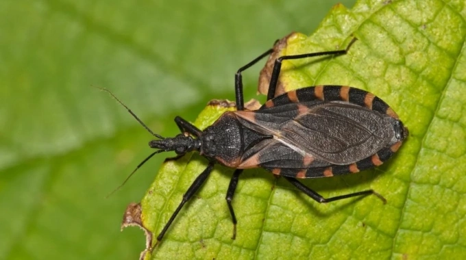 Bệnh Chagas là một căn bệnh ký sinh trùng lây lan qua loài bọ triatomine, còn được gọi là bọ hôn. Ảnh: iStock