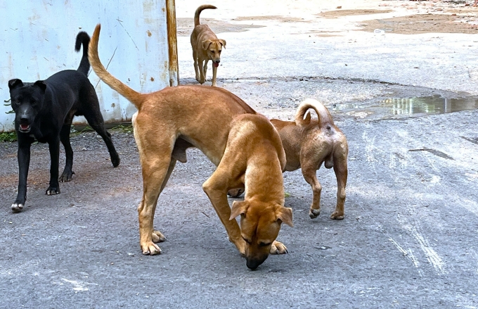 Tình trạng chó thả rông, không rọ mõm phổ biến ở các khu dân cư, quán xá. Ảnh: Diệu Thuần