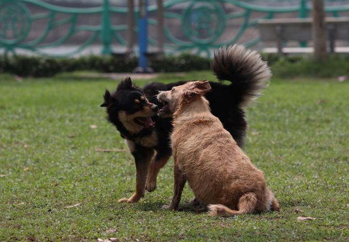 Chó thả rông, không rọ mõm có thể tấn công và lây bệnh dại cho người. Ảnh: Ngọc Thành