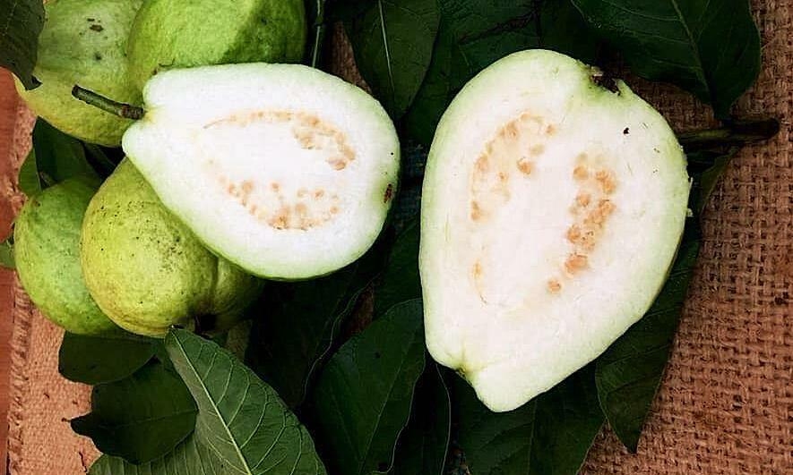 Ăn ổi có thể kiểm soát mỡ máu?