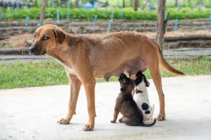 Trước và sau khi sinh con, chó mẹ thay đổi nội tiết tố, nhạy cảm và thực hiện bản năng bảo vệ con nên hung dữ, dễ cắn người hơn. Ảnh: Vecteezy