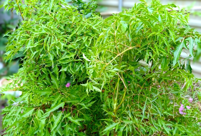 Viêm phổi do nhiều nguyên nhân như vi khuẩn, virus, nấm, khói bụi... gây nên, uống nước cây đinh lăng không có chức năng thải độc phổi, ngừa mắc viêm phổi. Ảnh: Diệu Anh