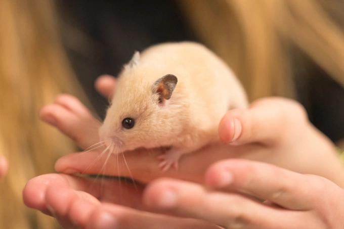 Chuột lang hamster vẫn có khả năng mang virus dại. Ảnh: Vecteezy
