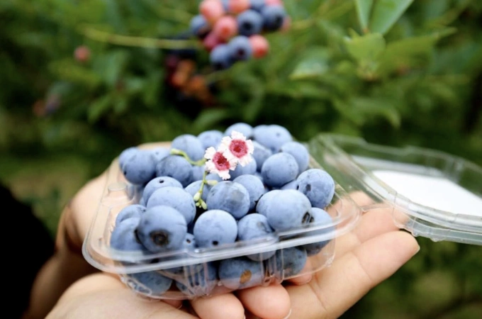 Quả việt quất là siêu thực phẩm cho thận. Ảnh: Như Nam