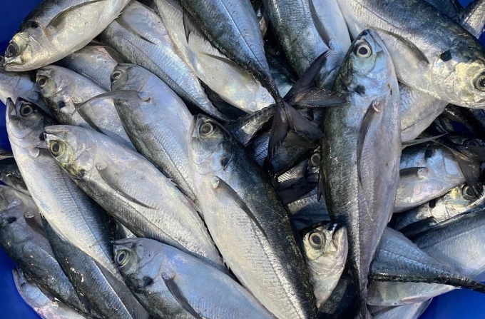 Thay vì chọn mắt cá, hãy ăn thịt cá để bổ sung omega-3 giúp mắt sáng khỏe. Ảnh: Đình Diệu