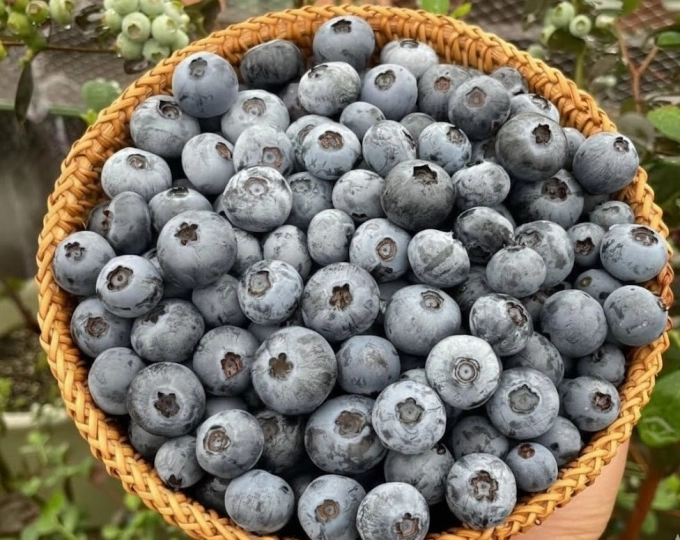 Ăn việt quất tốt cho não thế nào Việt quất cung cấp nhiều chất chống gốc tự do tốt cho não. Ảnh được tạo bởi AI