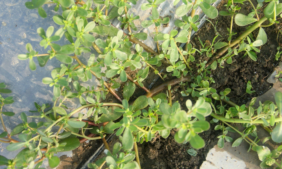 Uống nước rau sam để chữa sùi mào gà được không?