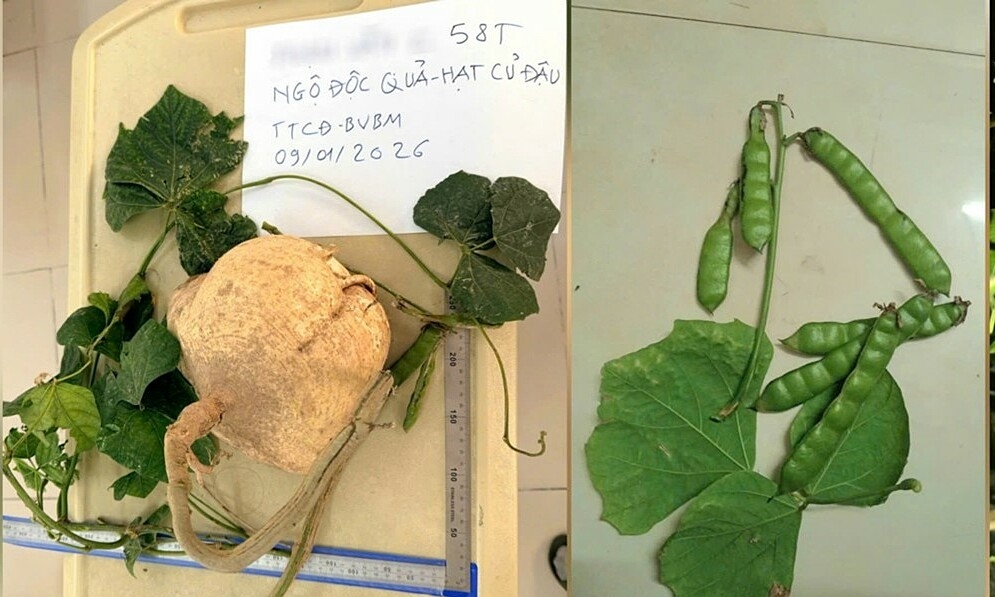 3 người hôn mê sau ăn hạt củ đậu thoát nguy kịch