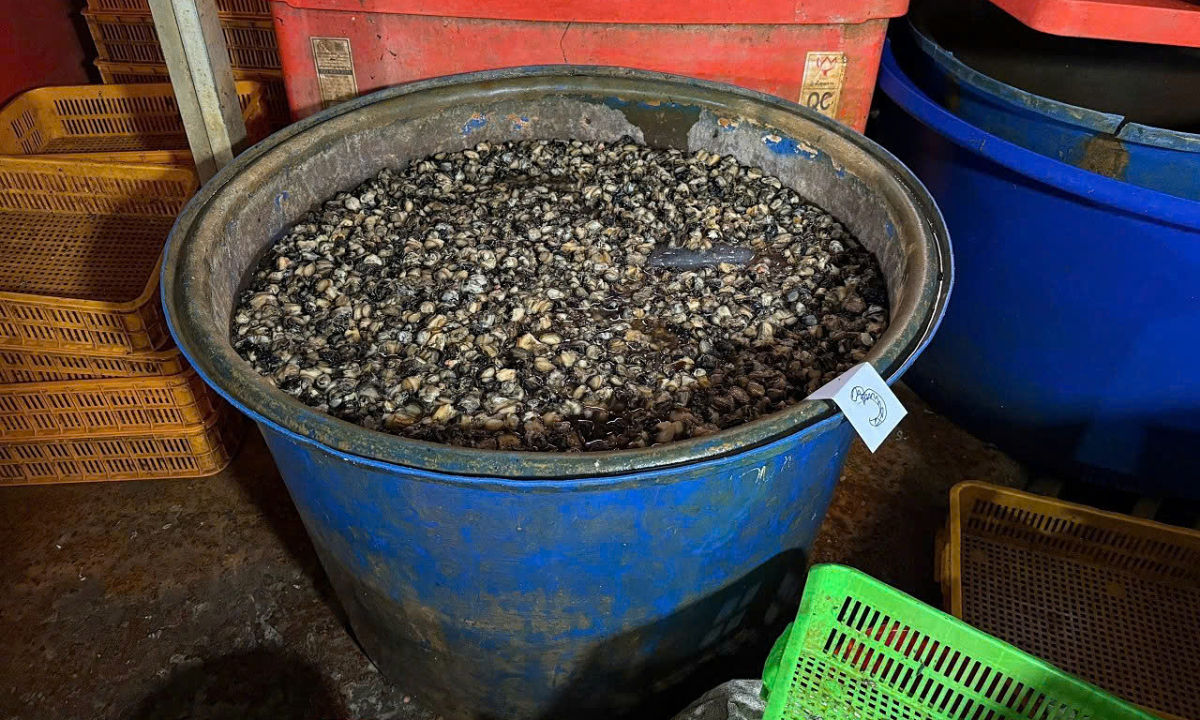 Ngâm ốc bằng "thủy tinh lỏng" - hóa chất ăn mòn nội tạng