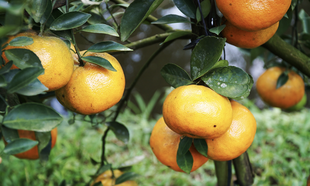 Bác sĩ gợi ý 10 bài thuốc giải rượu hiệu quả từ thảo dược