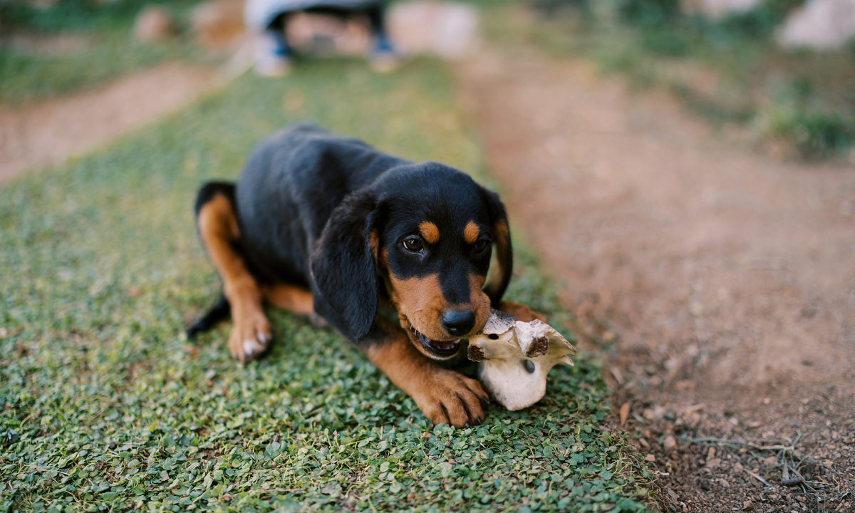 Những tình huống hy hữu bị chó cắn