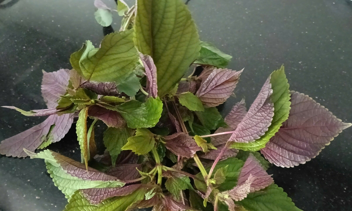 Ăn lá tía tô có giúp đào thải HPV không?