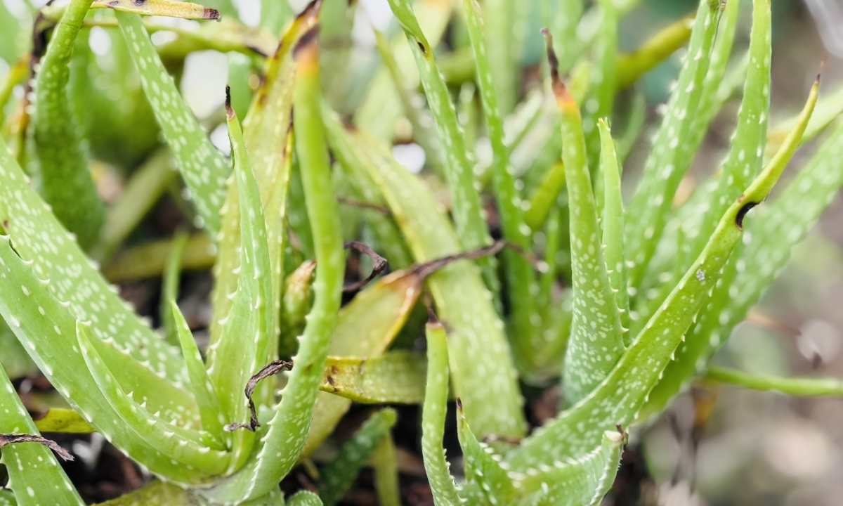 Hai loại thảo dược hỗ trợ giảm acid uric tự nhiên