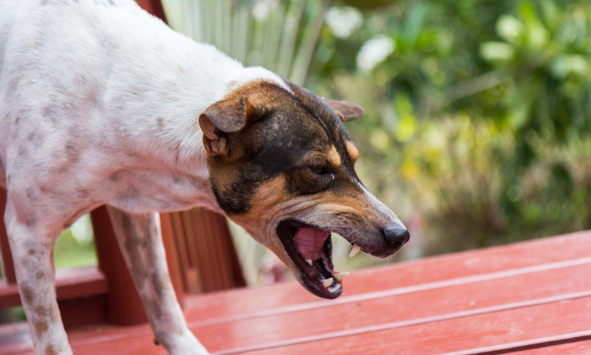 Chó cắn không chảy máu có cần tiêm vaccine dại?