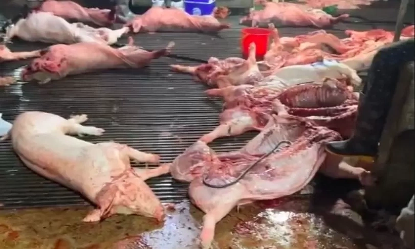 Thịt lợn bệnh có an toàn khi nấu chín?