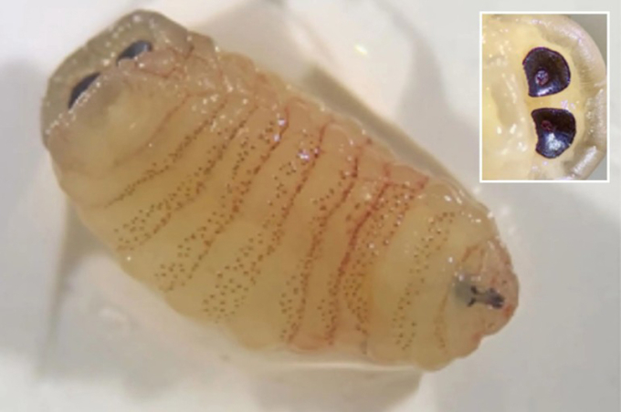 Sinh vật lạ văng ra khỏi mũi người phụ nữ Hy Lạp được xác định là ấu trùng của ruồi dòi mũi cừu (Oestrus ovis). Ảnh: Ilias P. Kioulos, Emmanouil Kokkas, and Evangelia-Theophano Piperak