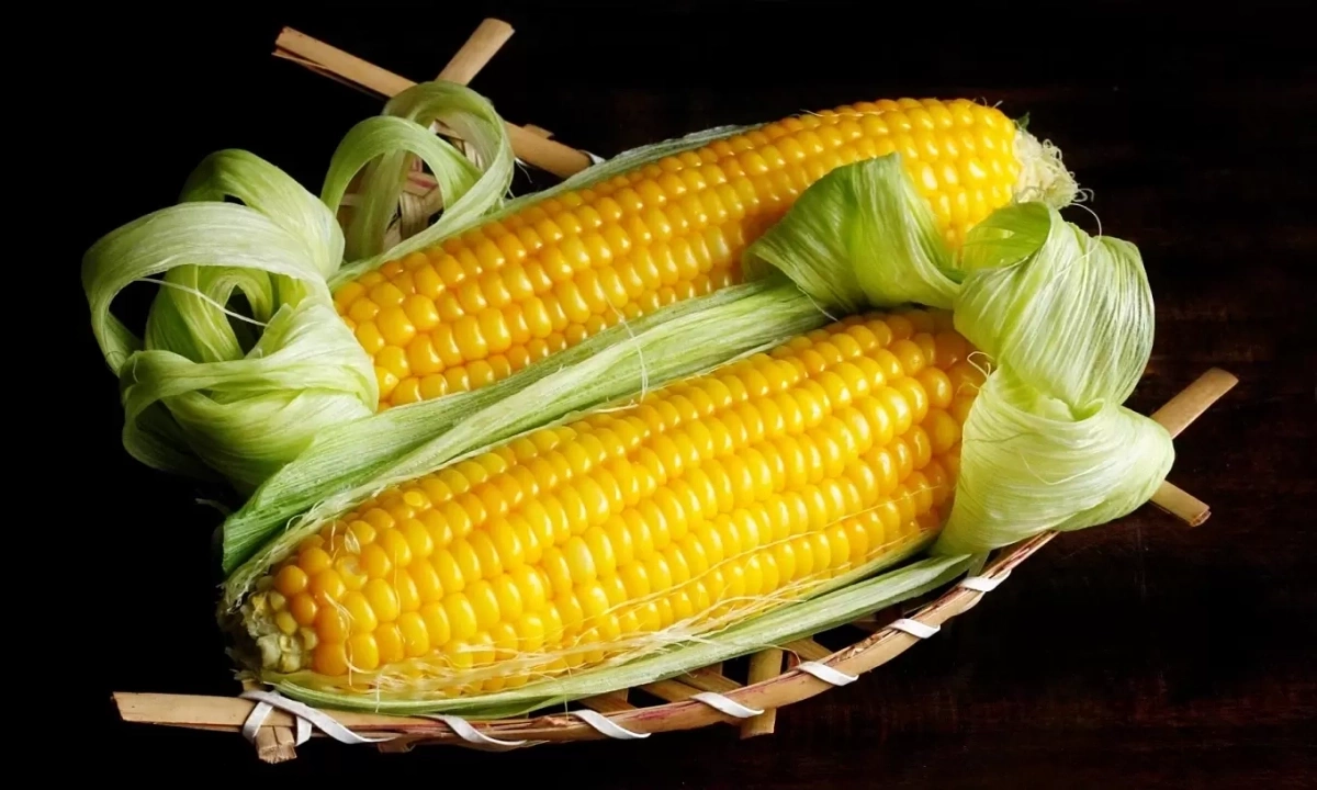 Ăn ngô thay cơm được không?