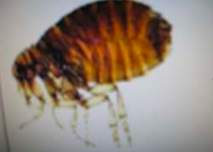 Nhiều người bị ngứa do bọ chét