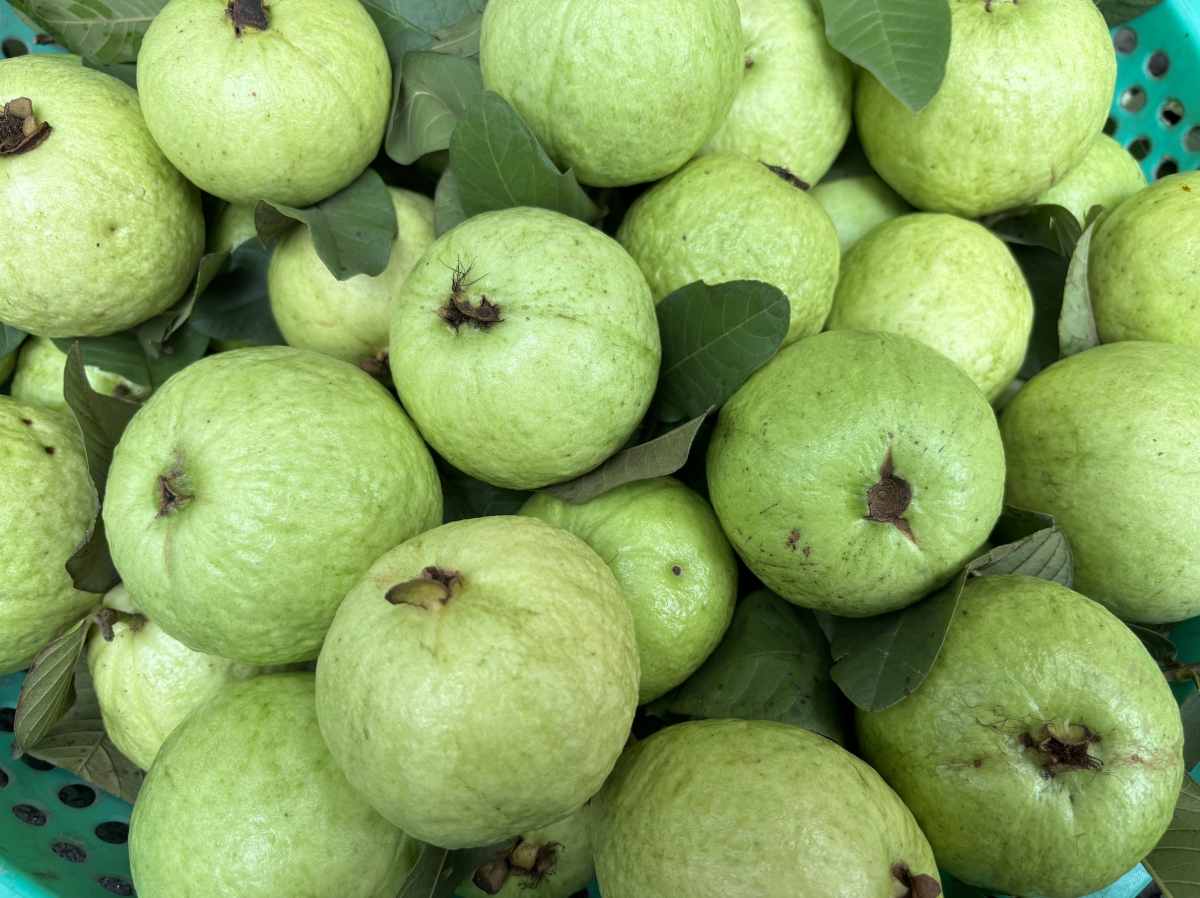 Ăn ổi thường xuyên giúp giảm đường huyết, cholesterol
