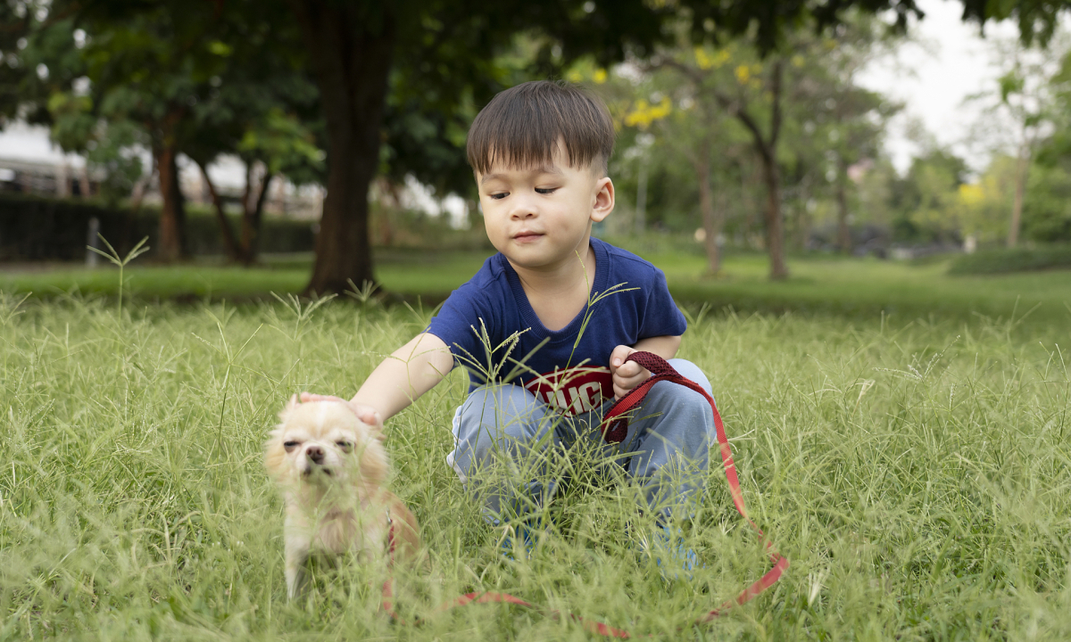 Bị cắn do bắt chước thói quen nạt chó