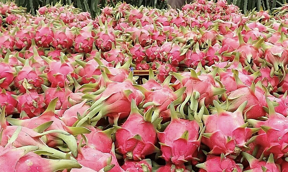 Thanh long ruột trắng hay đỏ bổ dưỡng hơn?
