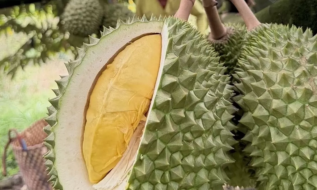 Ăn sầu riêng khiến hơi thở có cồn?