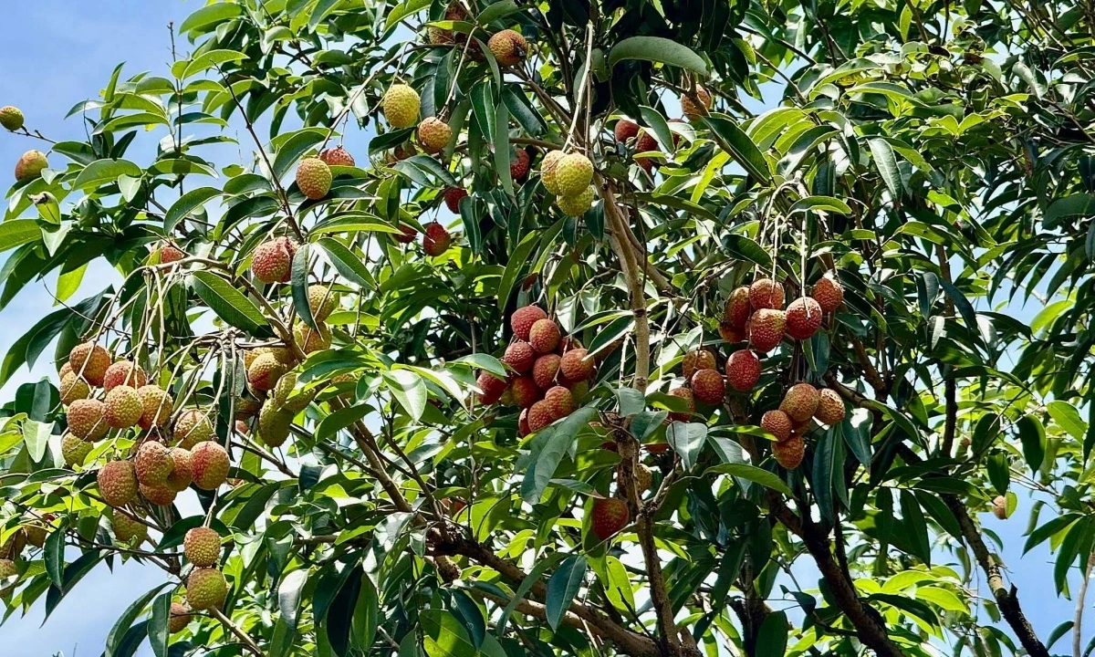 Mỗi ngày ăn nửa cân vải có giúp ngừa ung thư?