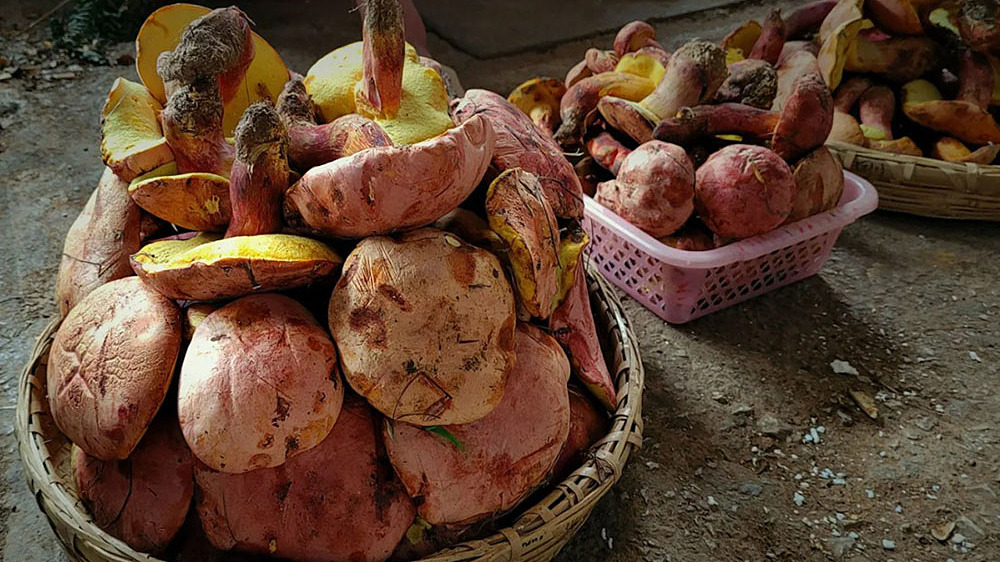 Suýt mất mạng vì ảo giác sau khi ăn nấm 'kiến thủ thanh'