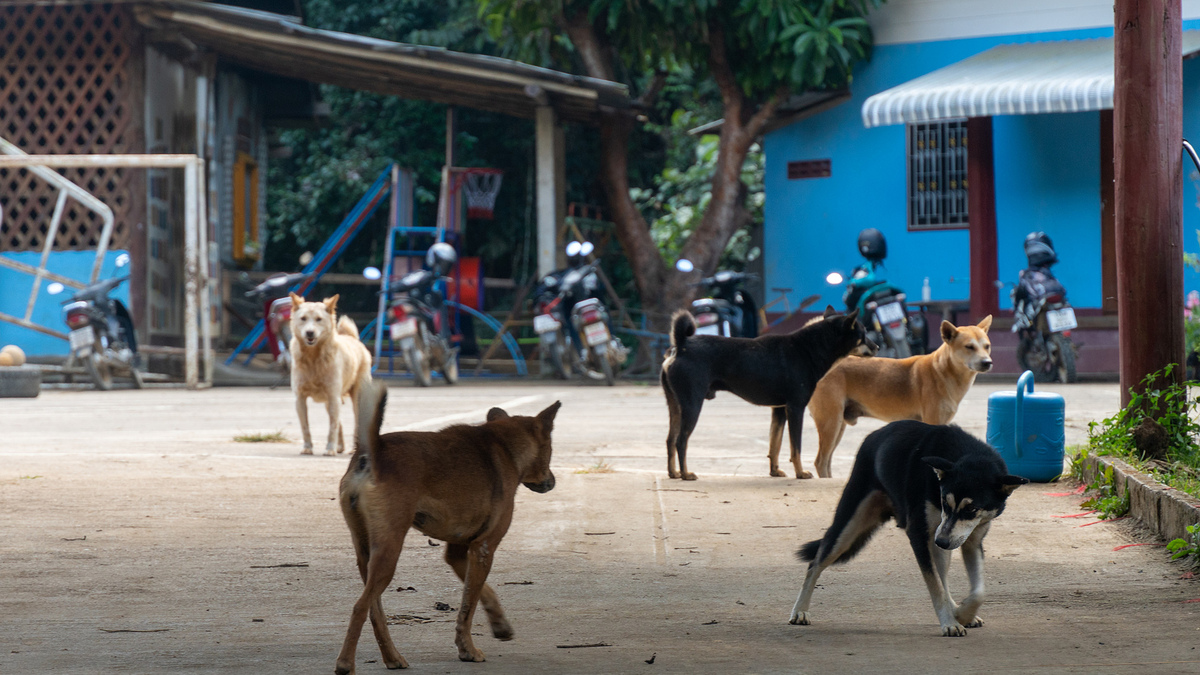 Sợ chó thả rông cắn, người bán rong tiết kiệm tiền tiêm ngừa dại