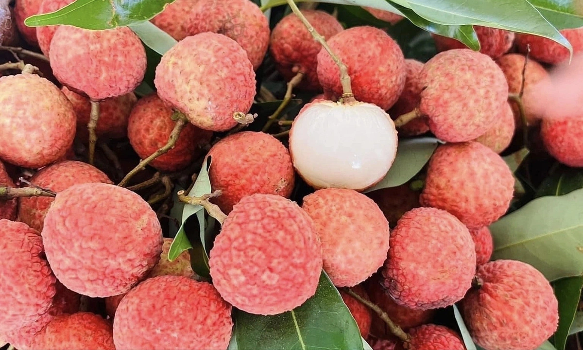 Có phải bệnh viêm não Nhật Bản tăng khi đến mùa quả vải?