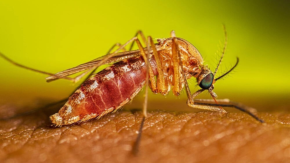 5 sự thật về muỗi truyền bệnh viêm não Nhật Bản
