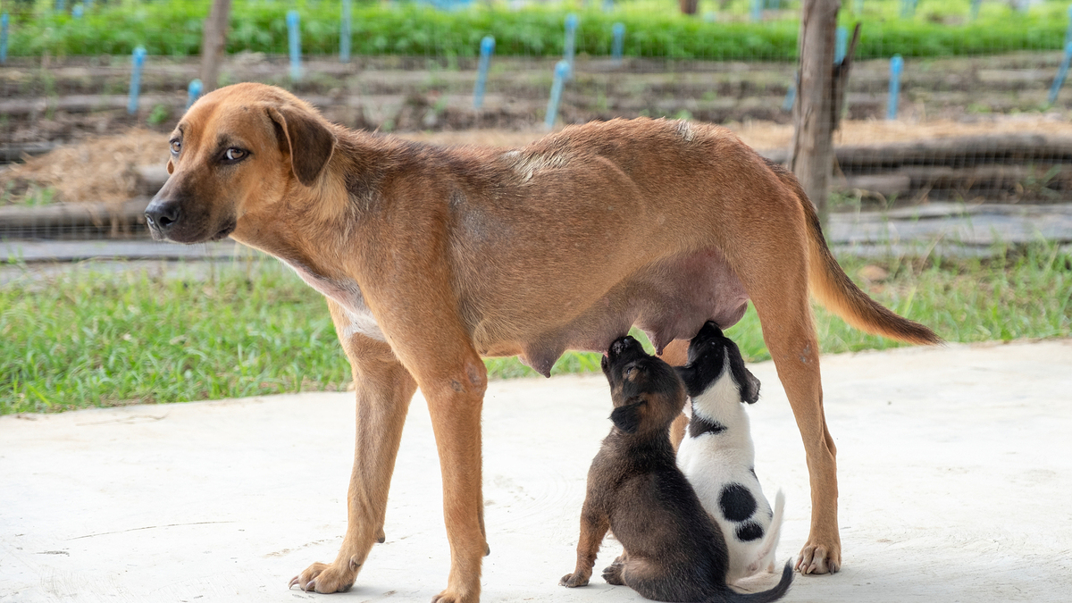 Xoay tiền đền cho người bị chó cắn