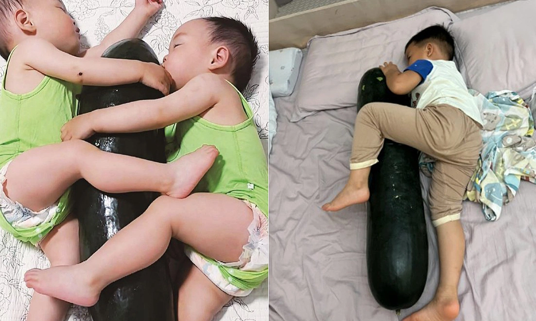 Chuyên gia cảnh báo hiểm họa biến bí đao thành gối ôm làm mát