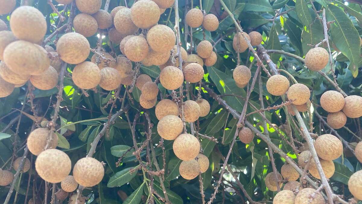 Quả nhãn lồng gây nóng người hay giúp làm mát gan?
